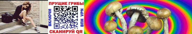 наркотики  Ленск  Псилоцибиновые грибы MAGIC MUSHROOMS 